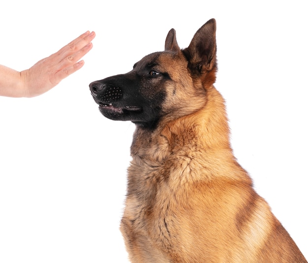 Giovane cane da pastore belga malinois isolato