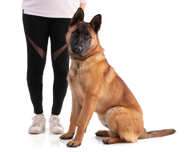 젊은 벨기에 양치기 개 Malinois 앉아