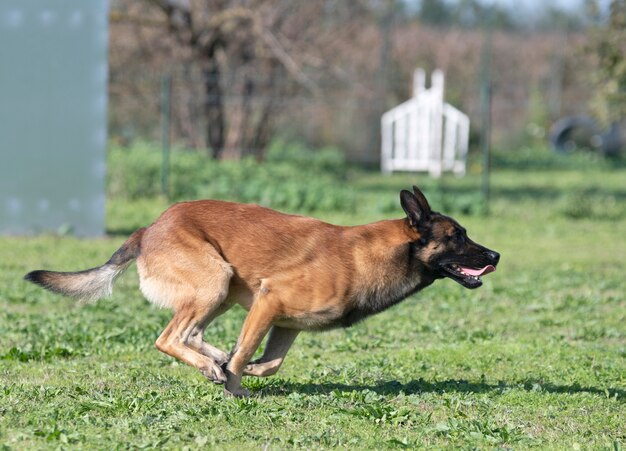 Young belgian shepherd playing in the nature