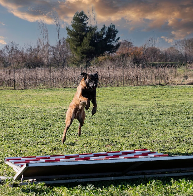 Young belgian shepherd training in the nature for security