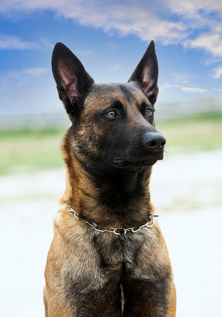 Young belgian shepherd training in the nature for security