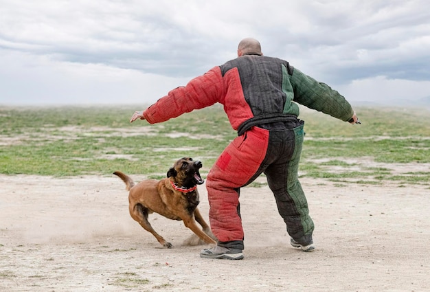 Young belgian shepherd training in the nature for security