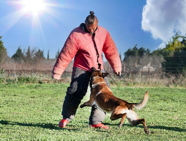 安全のための自然の中で若いベルギーの羊飼いの訓練