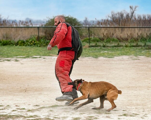 Young belgian shepherd training in the nature for security