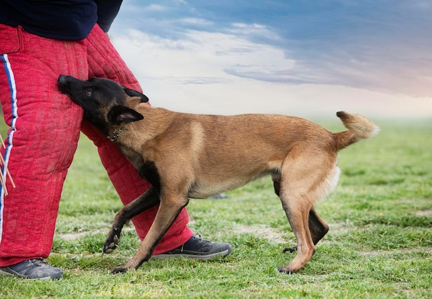 Young belgian shepherd training in the nature for security