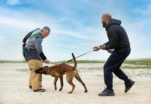 Young belgian shepherd training in the nature for security