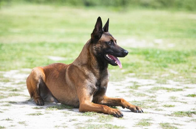 Young belgian shepherd training in the nature for security