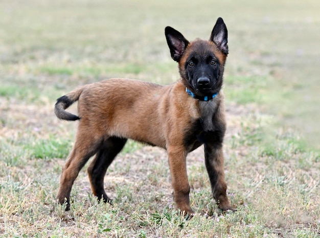 young belgian shepherd training in the nature for security