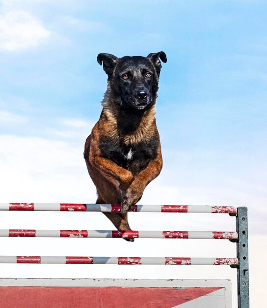 young belgian shepherd training in the nature for security