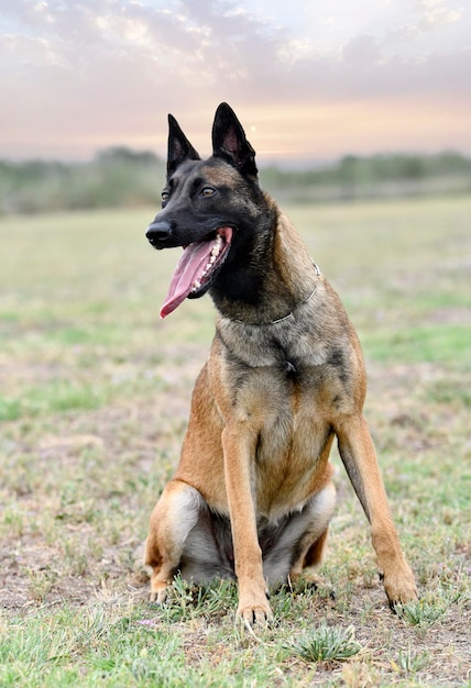 young belgian shepherd training in the nature for security