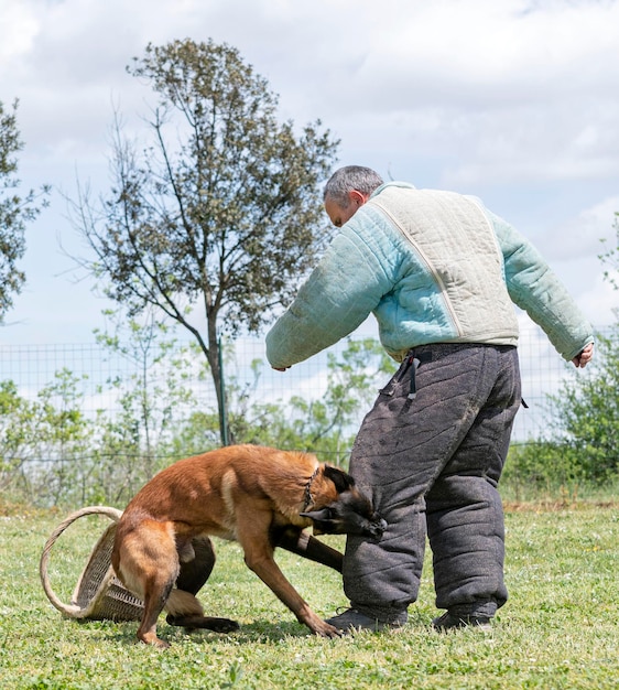 安全のための自然の中で若いベルギーの羊飼いの訓練