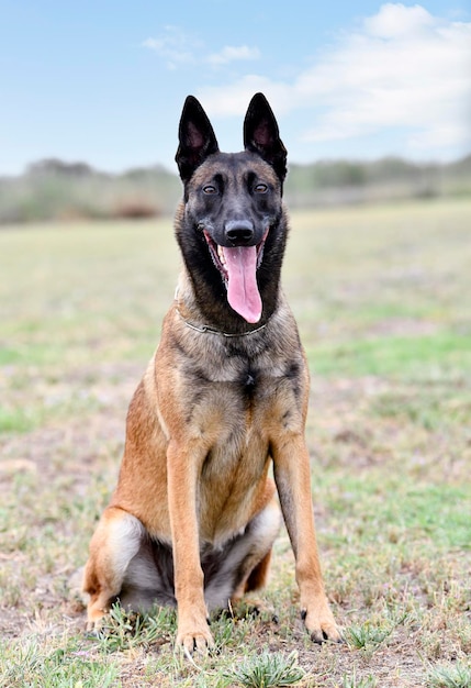 young belgian shepherd training in the nature for security