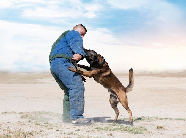 young belgian shepherd training in the nature for security