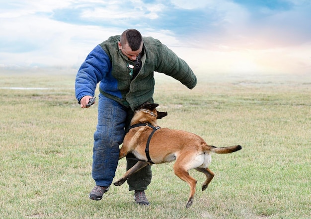 young belgian shepherd training in the nature for security