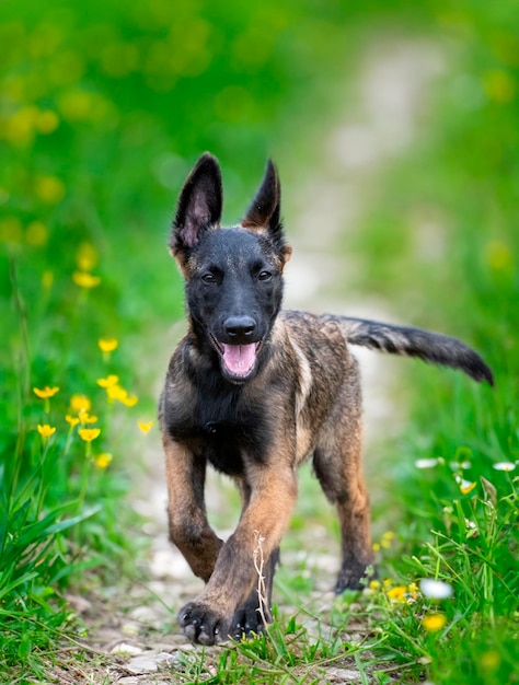 young belgian shepherd walking in the nature