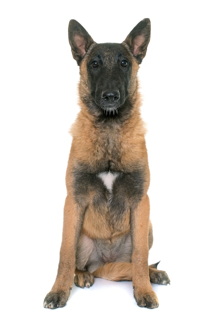 young belgian shepherd