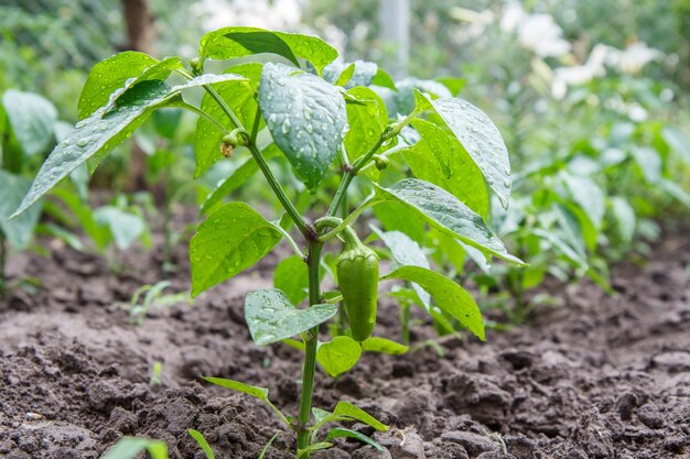 Young bell pepper growing on bush in the garden.