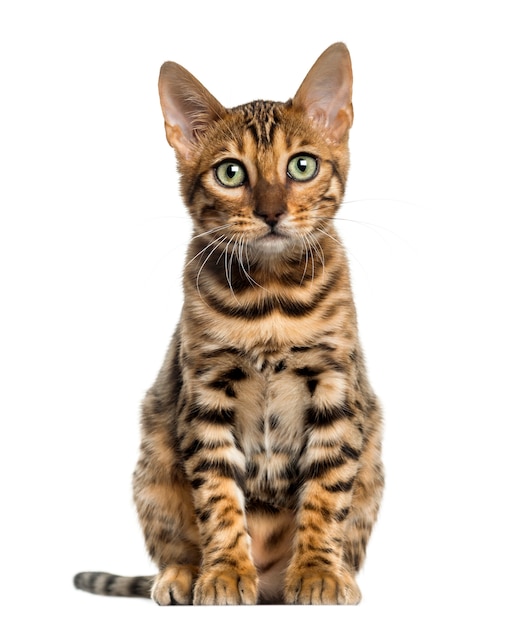 Young Bengal cat sitting isolated on white