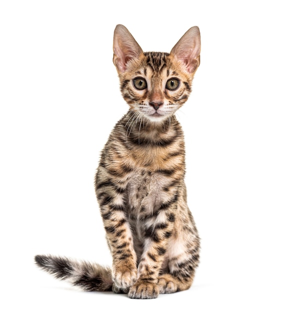 Young Bengal cat staring, isolated on white