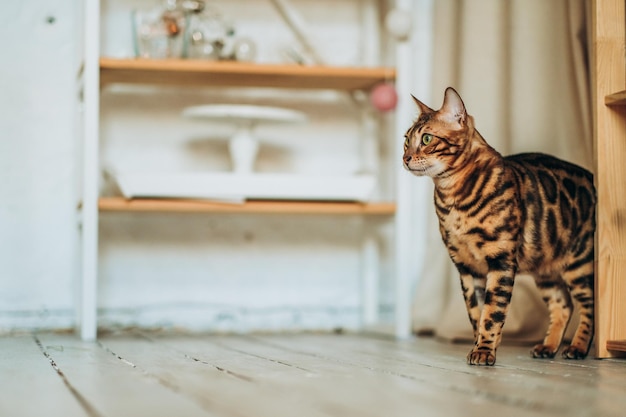 A young Bengal cat walks around the room