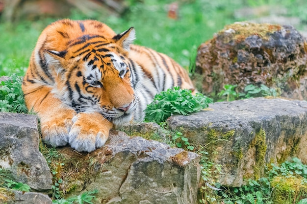 写真 夏の日に草の上に横たわる若いベンガルトラ