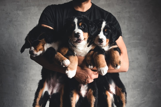 Young, Bernese Mountain Dog in the hands. Close-up, Studio photo. Concept of care, education, training and raising of animals