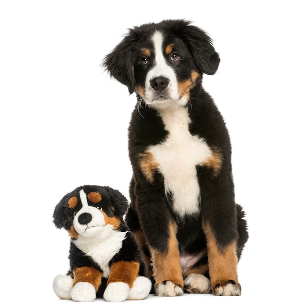 Young Bernese Mountain dog, sitting with teddy