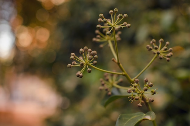 Young berries starting grow on