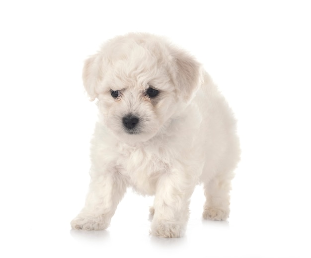 Young Bichon Frise in front of white