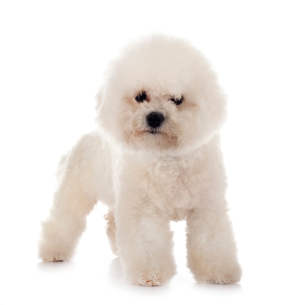 Young Bichon Frise in front of white