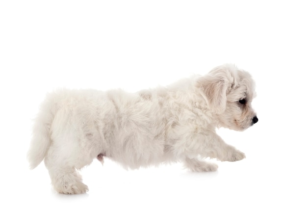 Young Bichon Frise isolated