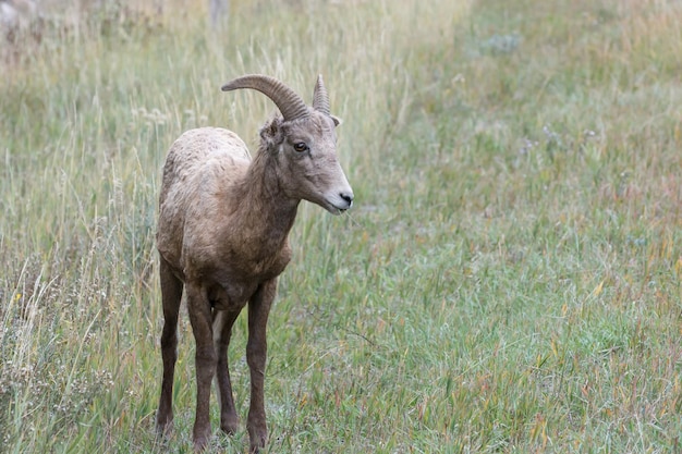 와이오밍의 언덕에 있는 어린 큰뿔양 Ovis canadensis