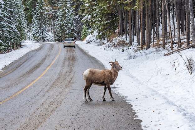 young bighorn sheep on the snowy mountain road banff national park ab canada