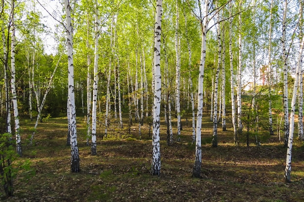 Young birch trees and fresh green birch leaves in spring, sunny day in the park