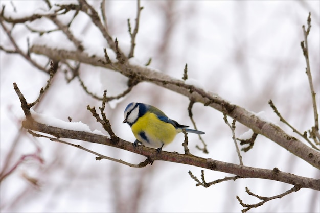 Young bird chickadee with blue feathers on a tree branch