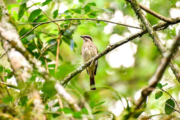 Young Bird Streaked Flycatcher in de natuur in Brazilië