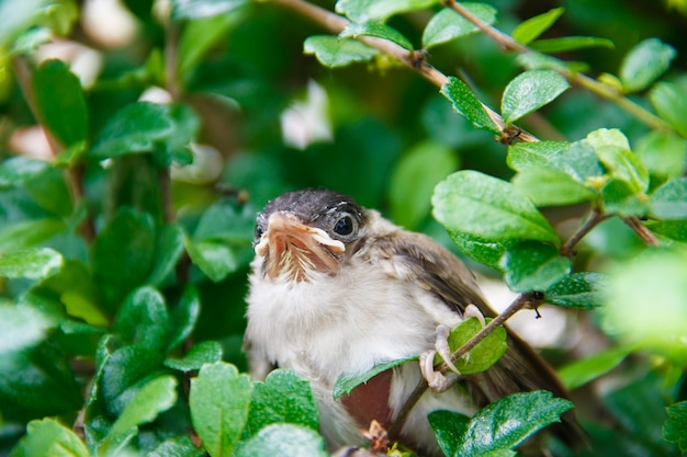 Photo young bird