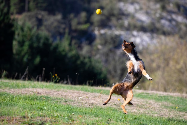 Young black bodeguero dog playing fetch jumping in a field trying to catch his toy space for copy