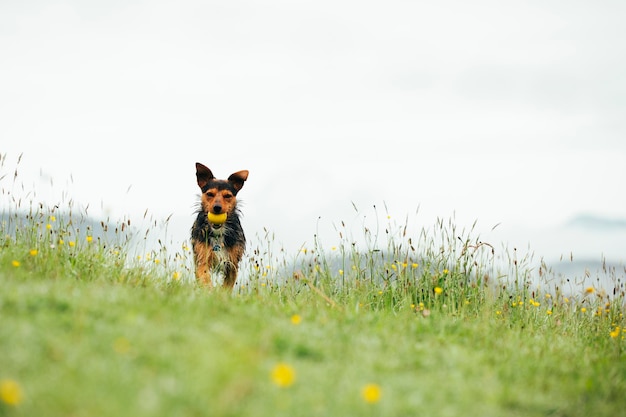 Young black bodeguero playing in the dewy morning field on a cloudy day picking up his yellow tennis ball he runs to the camera