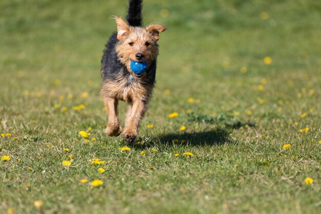 A young black and brown mixed breed dog walks with a small ball in his teeth and carries it to the owner