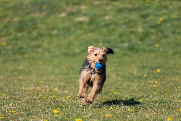 A young black and brown mixed breed dog walks with a small ball in his teeth and carries it to the owner