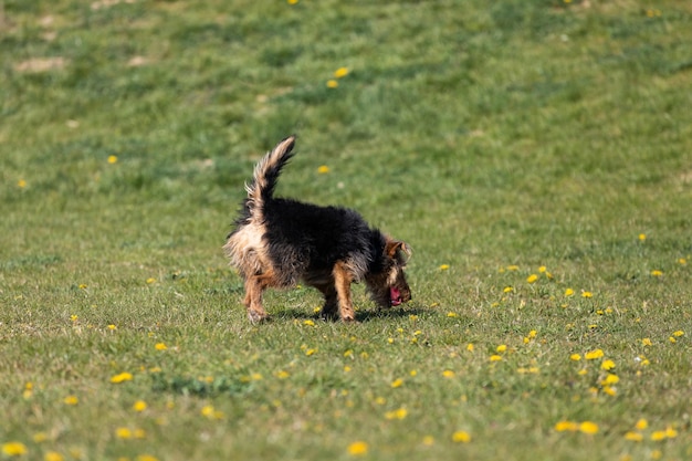 Молодая черно-коричневая собака смешанной породы ходит с маленьким мячом в зубах и несет его владельцу