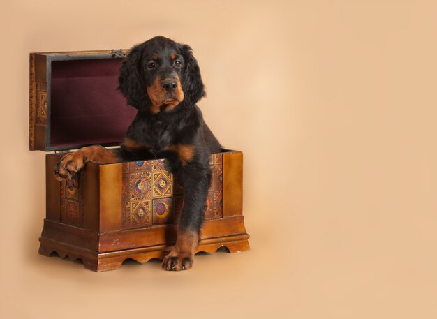 Young black and brown puppy in casket