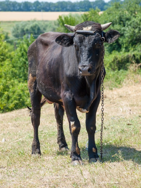 Young black bull tied with an iron chain in rural landscape on the background. Breeding cattle