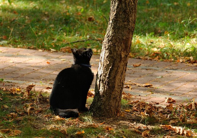 A young black cat wants to climb a tree on a Sunny summer day