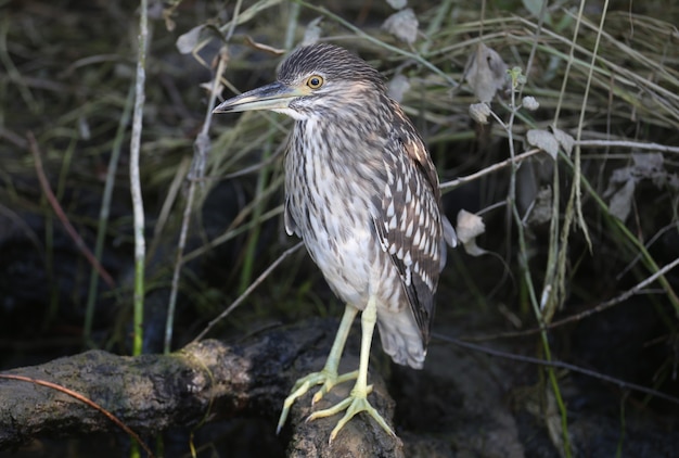 A young black-crowned night heron (Nycticorax nycticorax) is very close up at close range. Identification signs and details of the bird's plumage are clearly visible.