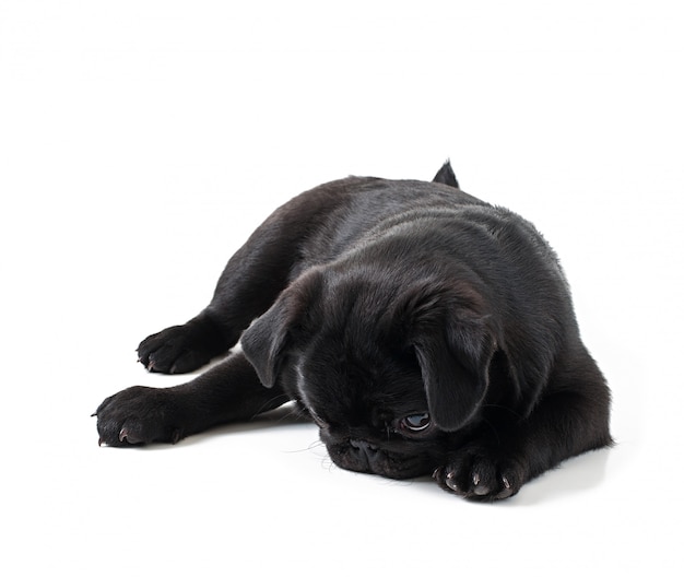 Young black dog pug posing on white