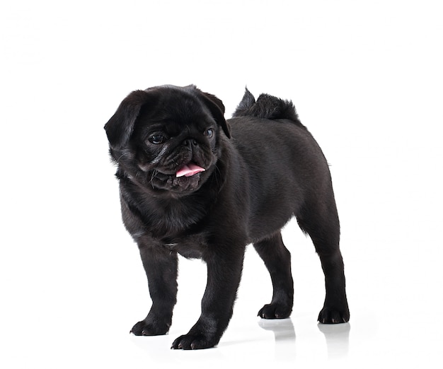 Young black dog pug posing