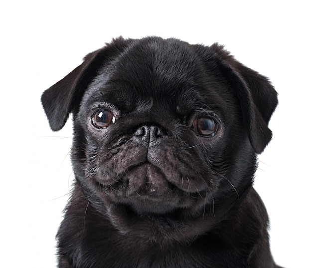 Young black dog pug posing