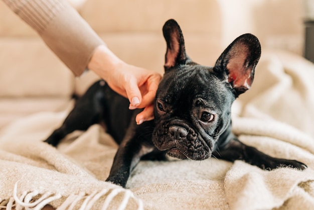 写真 室内で座っている白い斑点のある若い黒フレンチ ブルドッグ犬の子犬